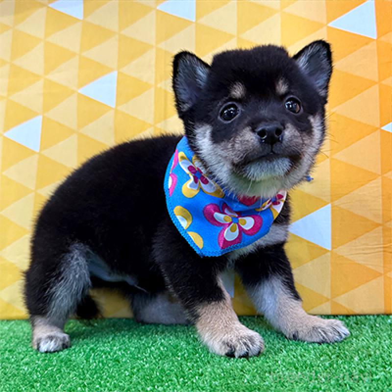 成約済の神奈川県の豆柴-438448の4枚目