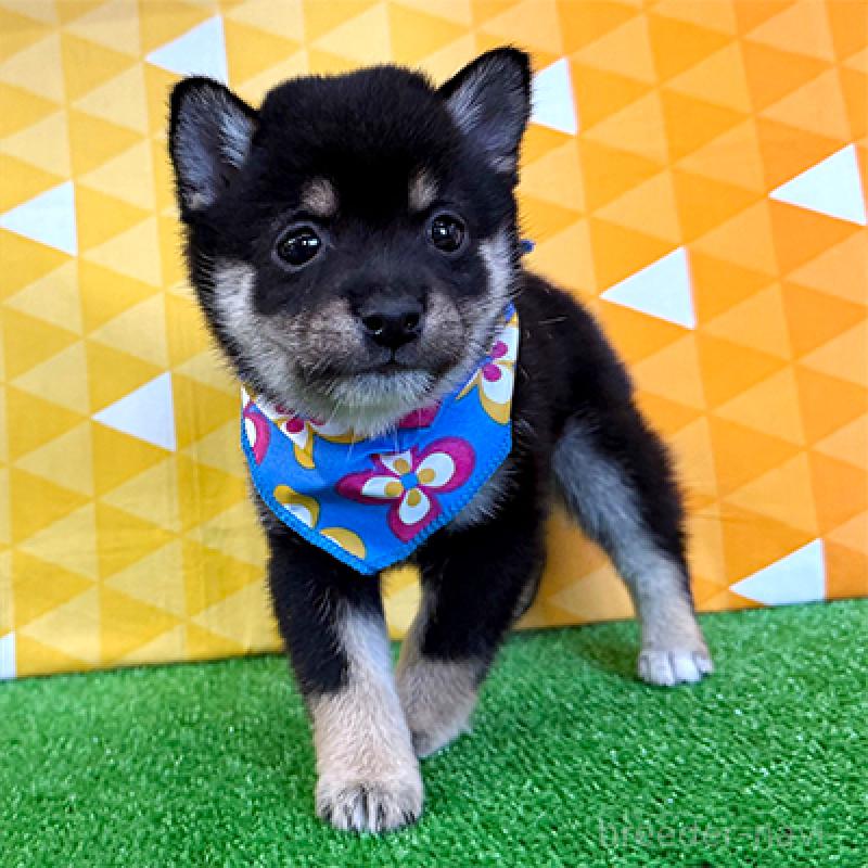 成約済の神奈川県の豆柴-438448の3枚目