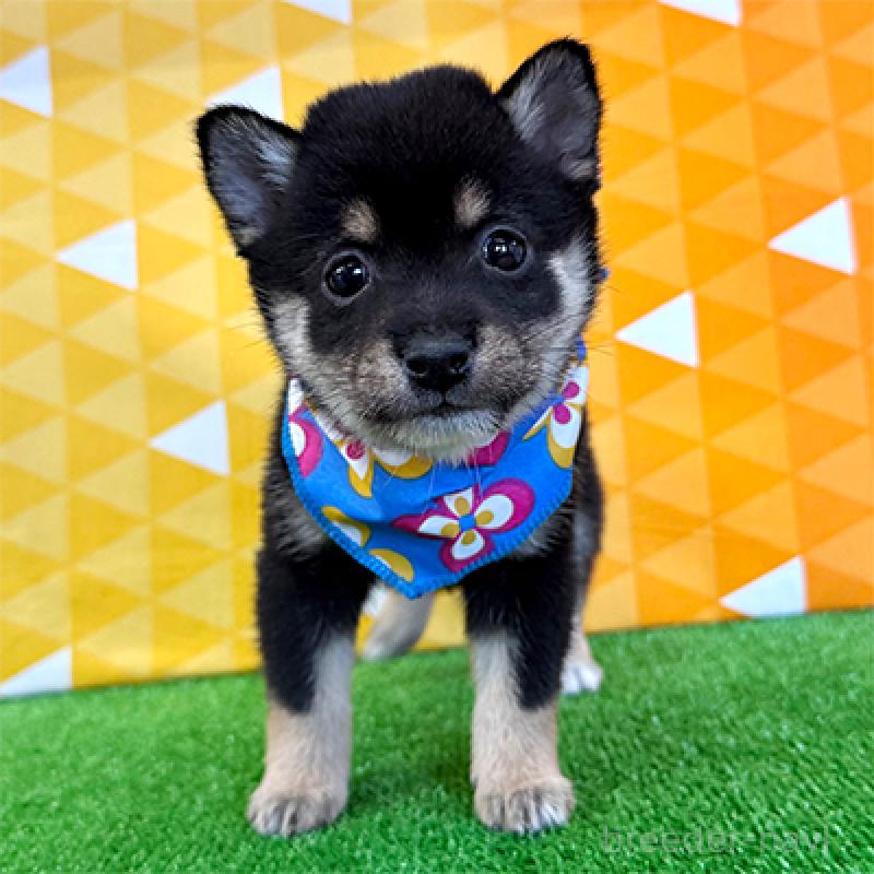 成約済の神奈川県の豆柴-438448の1枚目