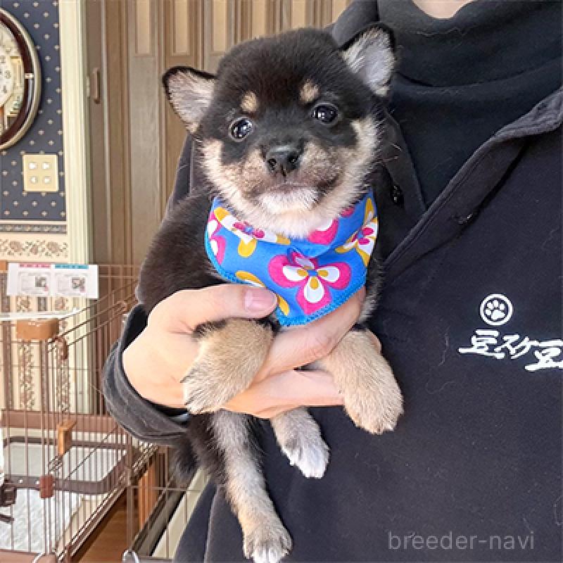 成約済の神奈川県の豆柴-438448の2枚目