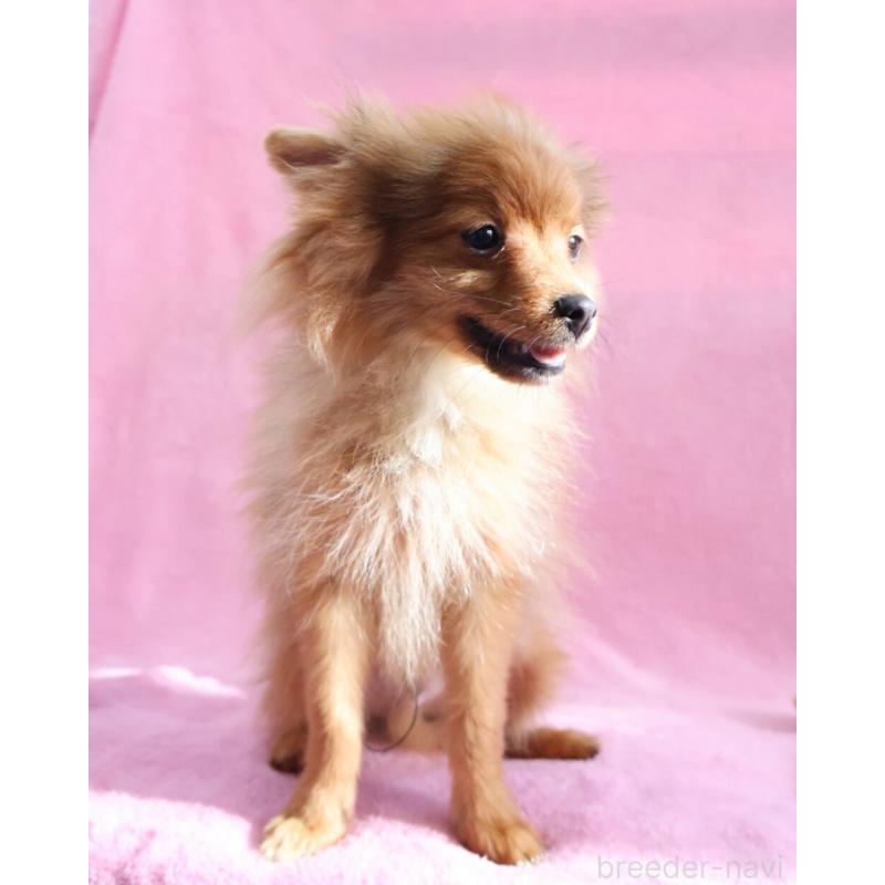 販売中の神奈川県のポメラニアン-412984の5枚目