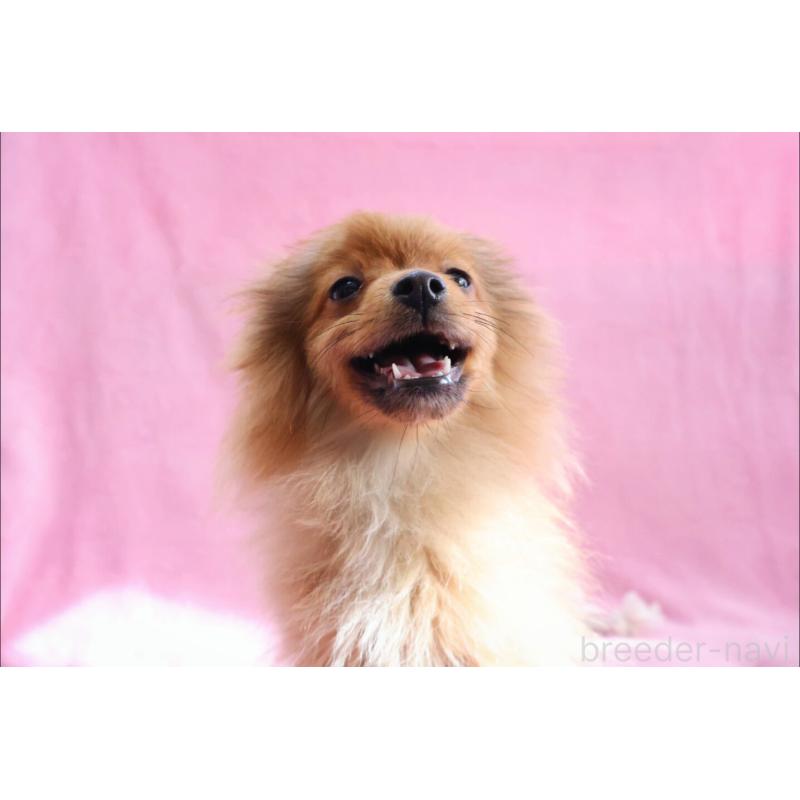 販売中の神奈川県のポメラニアン-412984の4枚目