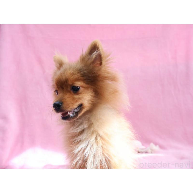 販売中の神奈川県のポメラニアン-412984の3枚目