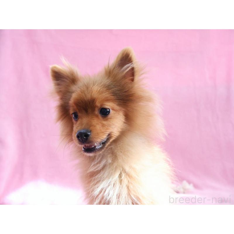 販売中の神奈川県のポメラニアン-412984の2枚目