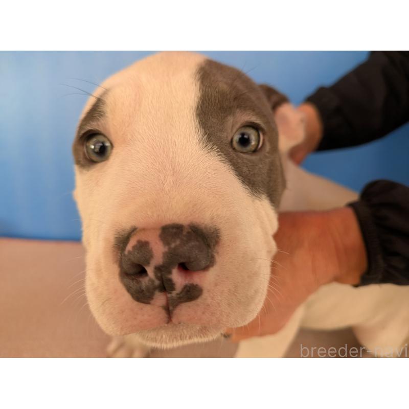 販売中の愛知県のアメリカンブリー-419411の4枚目