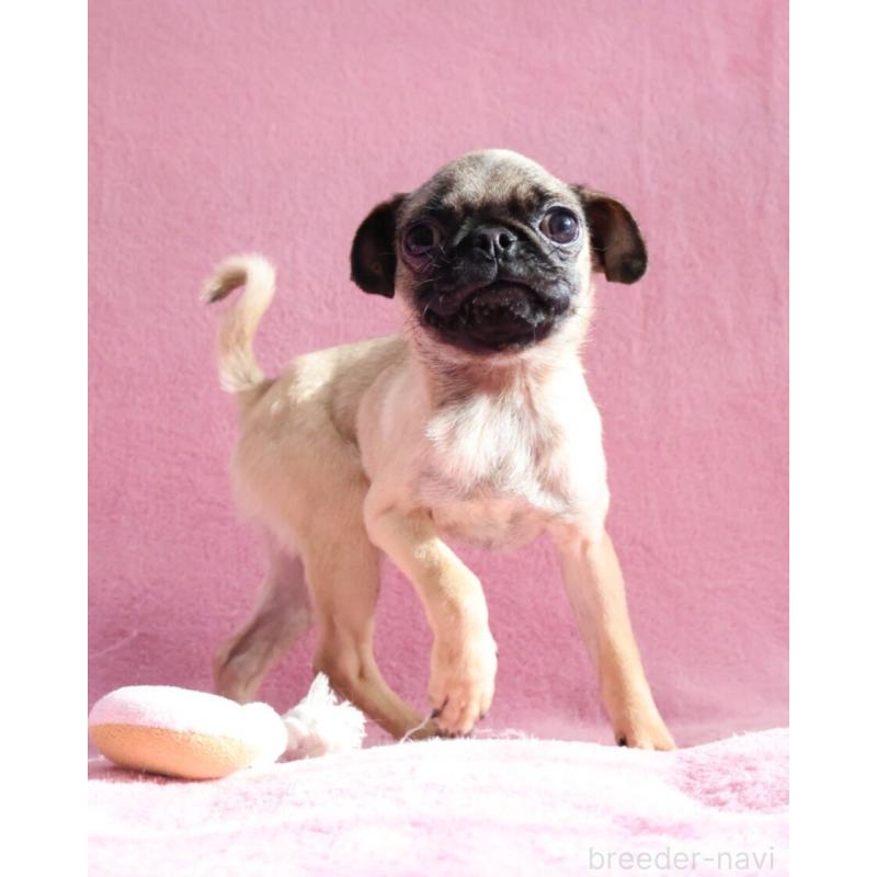 販売中の神奈川県のパグ-412982の8枚目