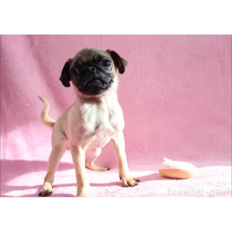 販売中の神奈川県のパグ-412982の7枚目