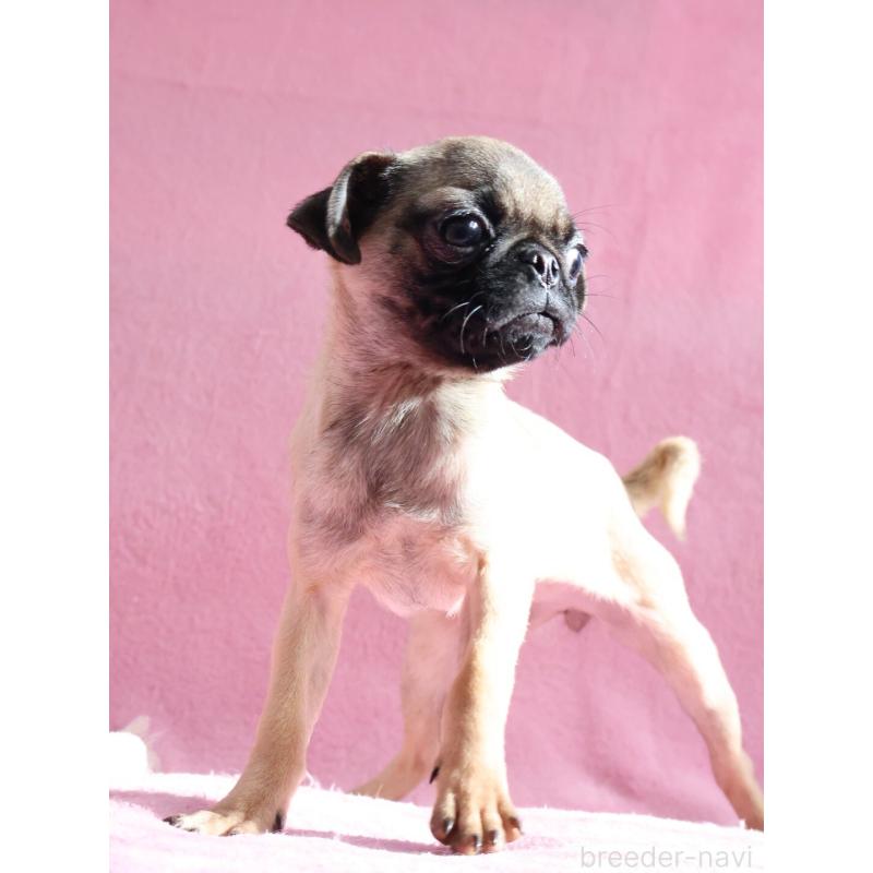 販売中の神奈川県のパグ-412982の6枚目