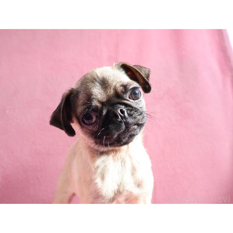 販売中の神奈川県のパグ-412982の5枚目