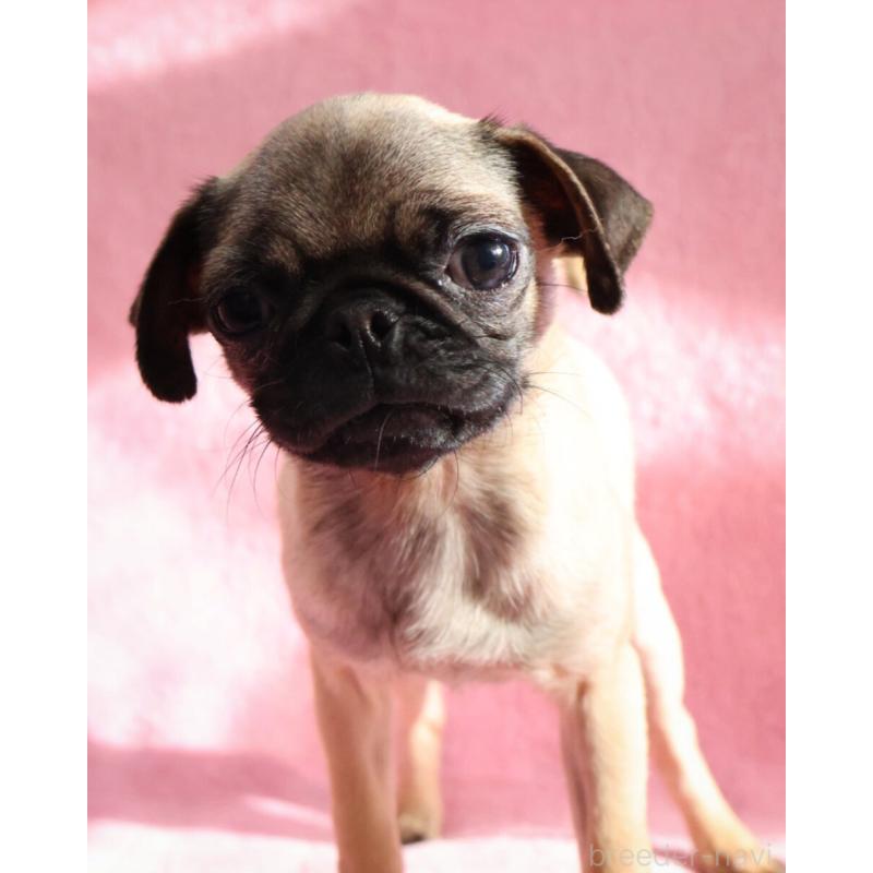 販売中の神奈川県のパグ-412982の3枚目