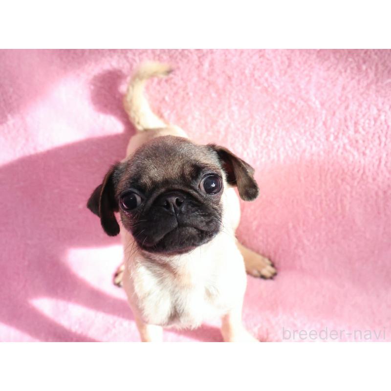 販売中の神奈川県のパグ-412982の2枚目