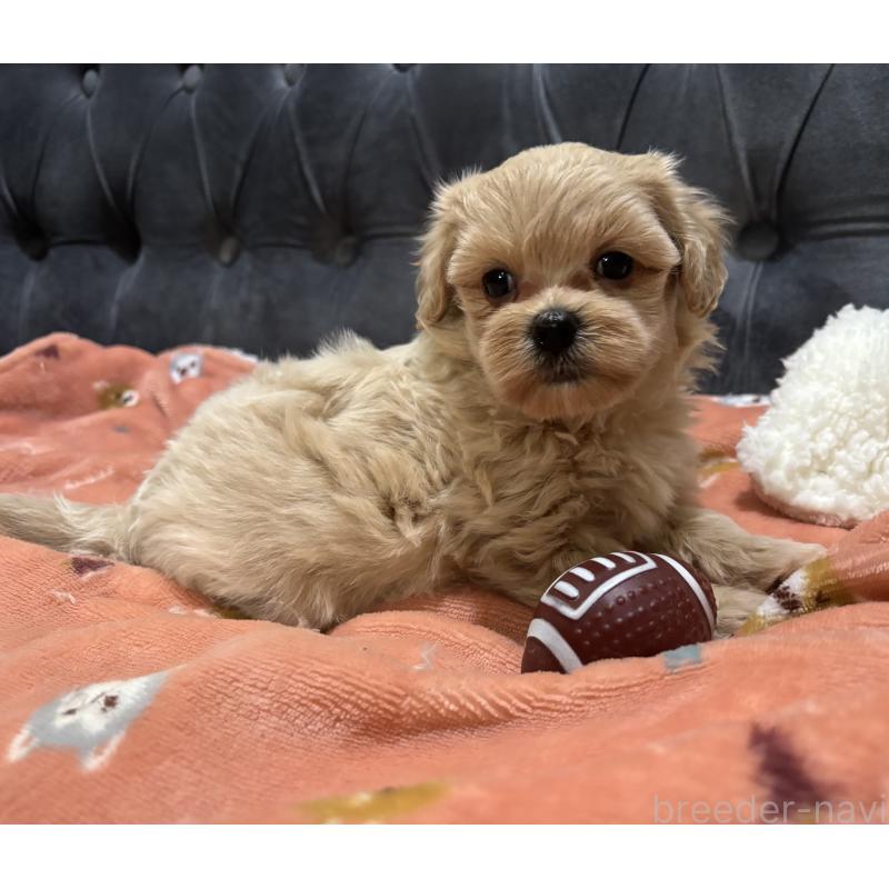 販売中の鹿児島県のマルプー:マルチーズ×トイプードル-438618の6枚目