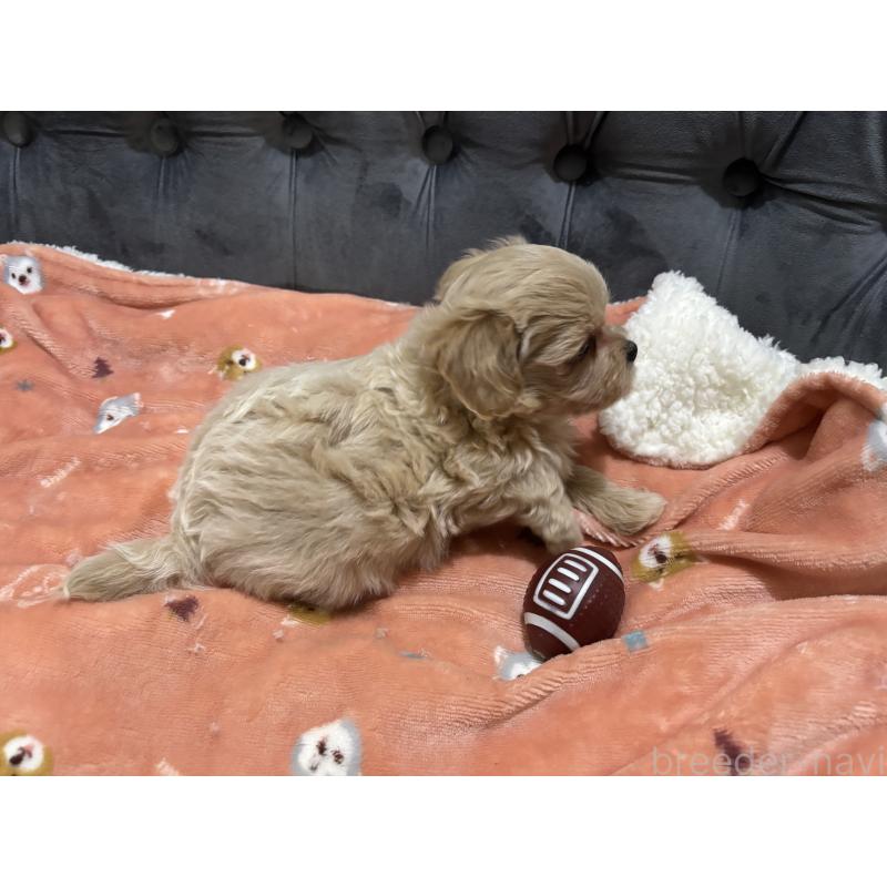 販売中の鹿児島県のマルプー:マルチーズ×トイプードル-438618の5枚目