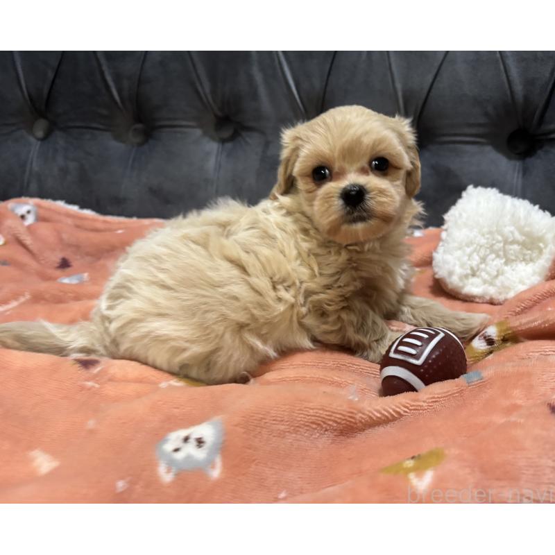 販売中の鹿児島県のマルプー:マルチーズ×トイプードル-438618の4枚目