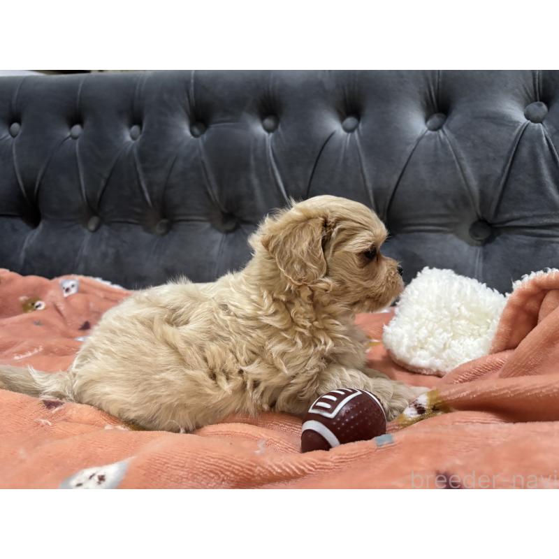 販売中の鹿児島県のマルプー:マルチーズ×トイプードル-438618の3枚目