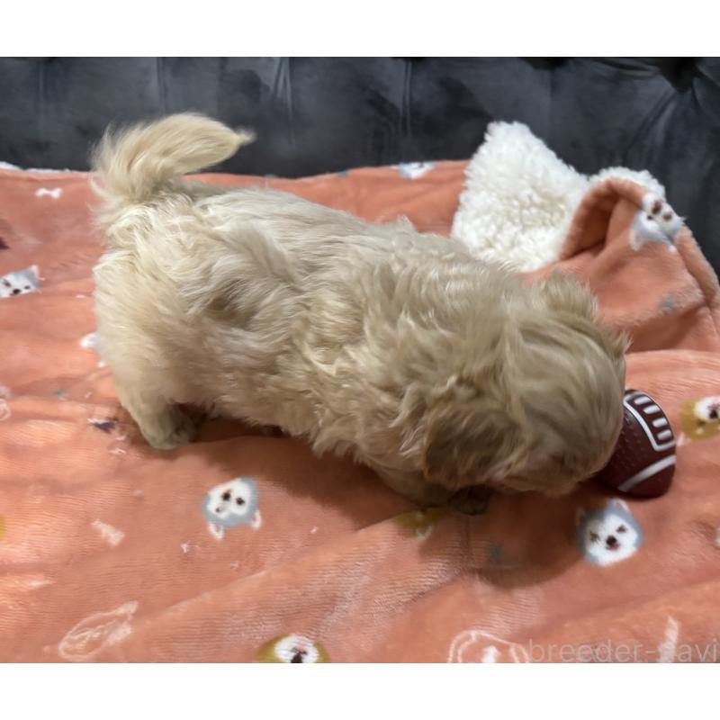 販売中の鹿児島県のマルプー:マルチーズ×トイプードル-438618の2枚目