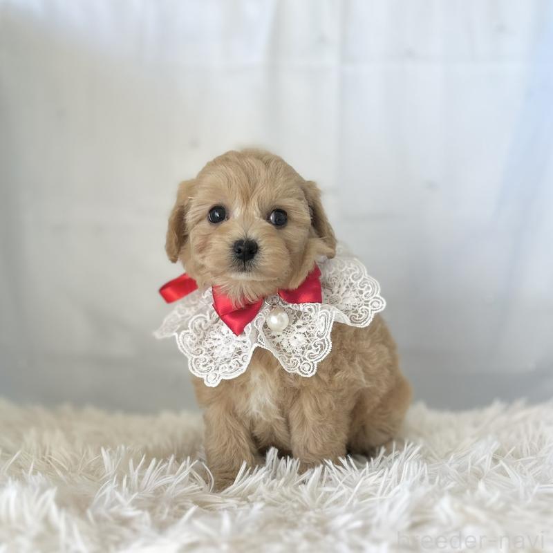 販売中の愛知県のマルプー:マルチーズ×トイプードル-438619の5枚目