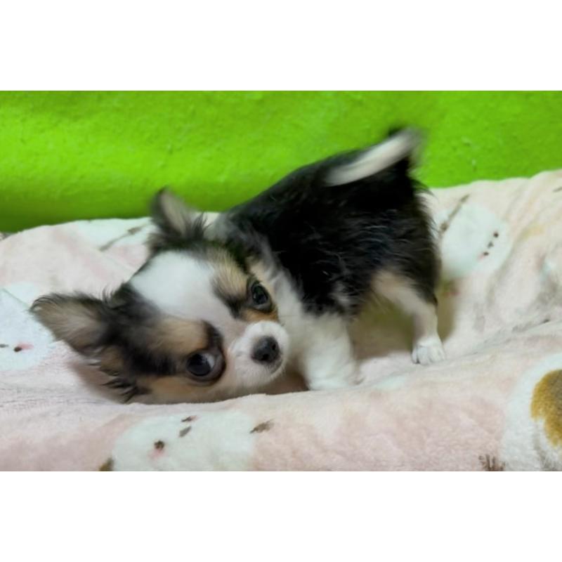 商談中の山口県のチワワ(ロングコート)-435721の3枚目