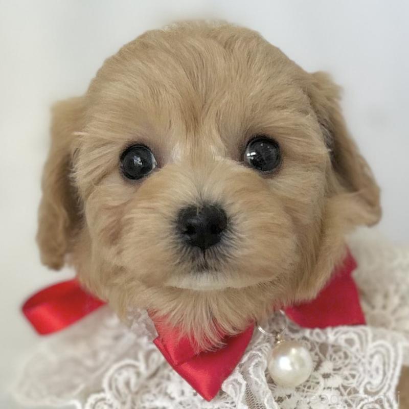 販売中の愛知県のマルプー:マルチーズ×トイプードル-438621