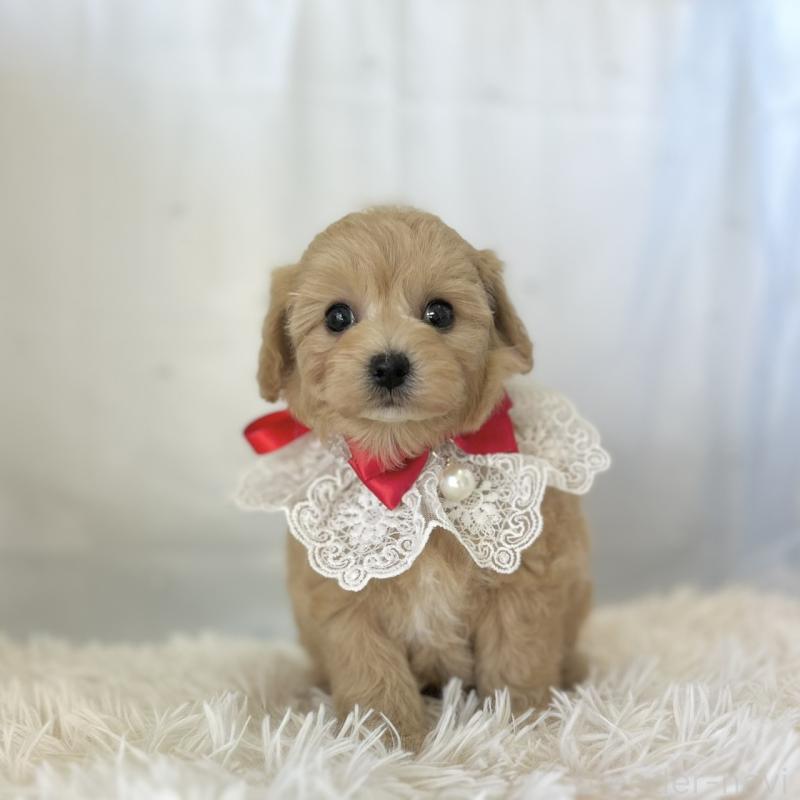 販売中の愛知県のマルプー:マルチーズ×トイプードル-438621の6枚目