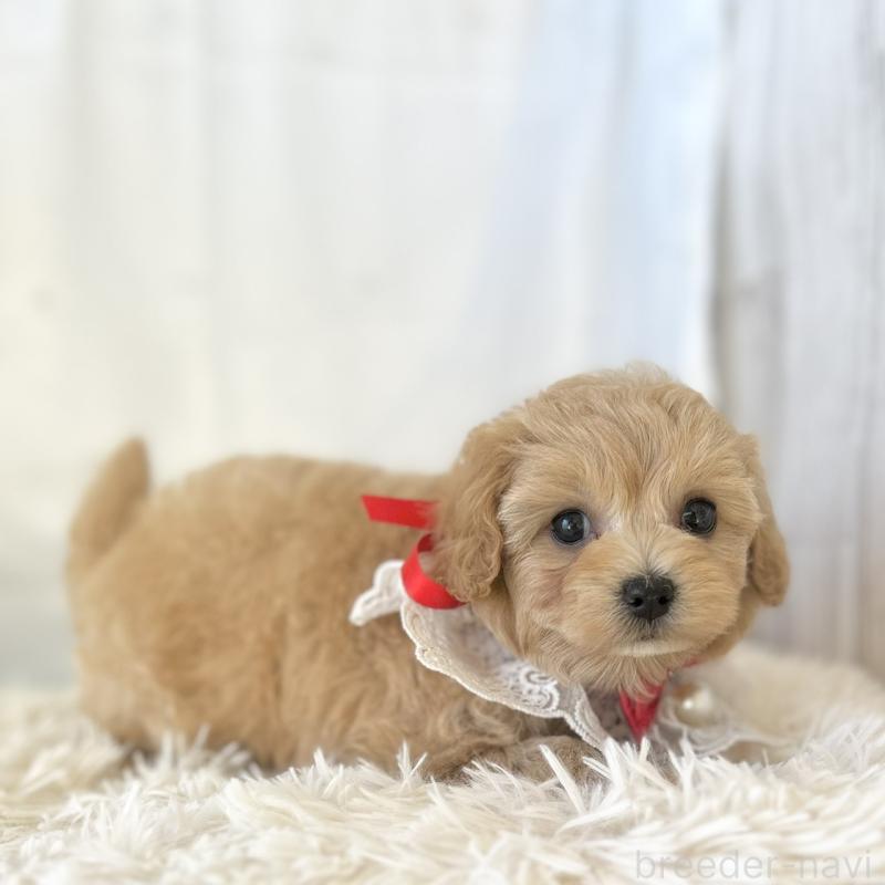 販売中の愛知県のマルプー:マルチーズ×トイプードル-438621の4枚目