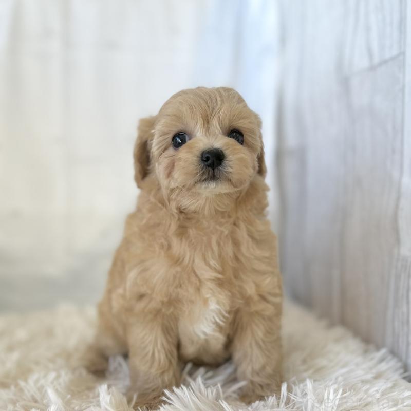 販売中の愛知県のマルプー:マルチーズ×トイプードル-438621の3枚目