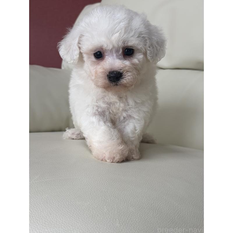 成約済の滋賀県のビションフリーゼ-434567の7枚目