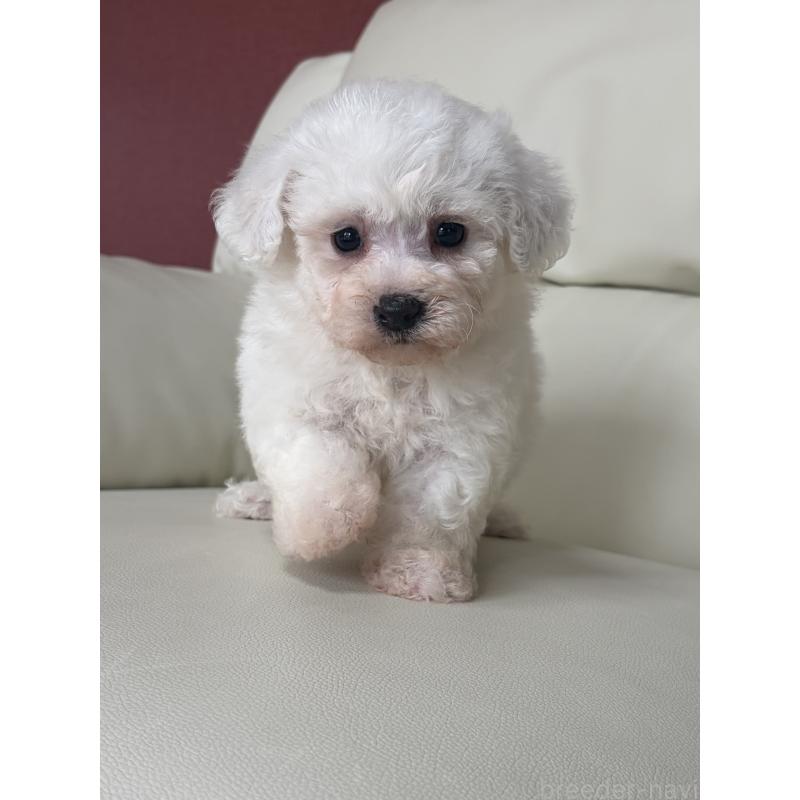 成約済の滋賀県のビションフリーゼ-434567の6枚目