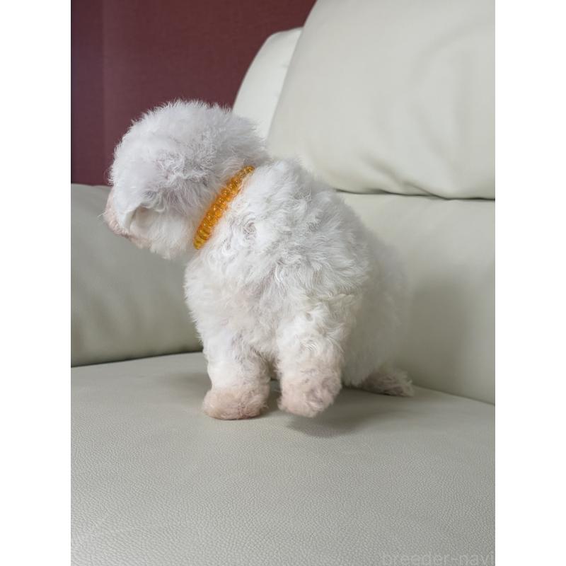 成約済の滋賀県のビションフリーゼ-434567の4枚目