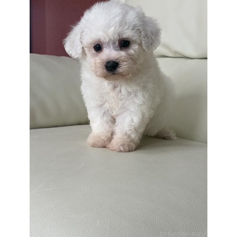 成約済の滋賀県のビションフリーゼ-434567の3枚目