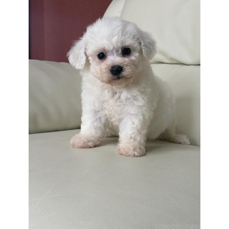 成約済の滋賀県のビションフリーゼ-434567の2枚目