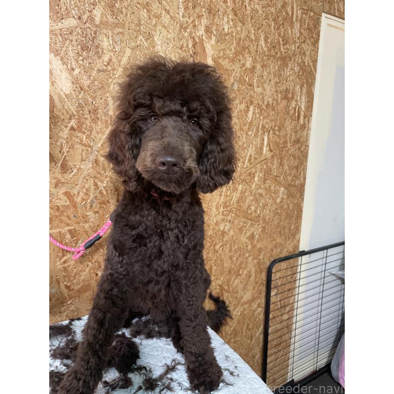 販売中の茨城県のスタンダードプードル-402779