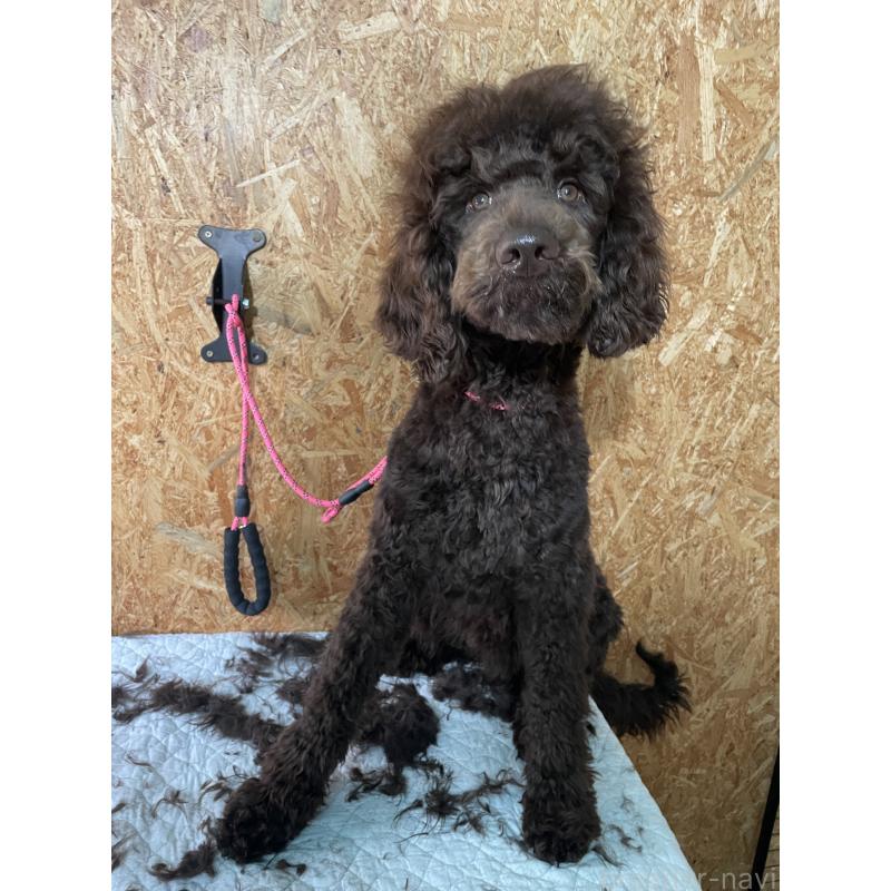 販売中の茨城県のスタンダードプードル-402779の3枚目