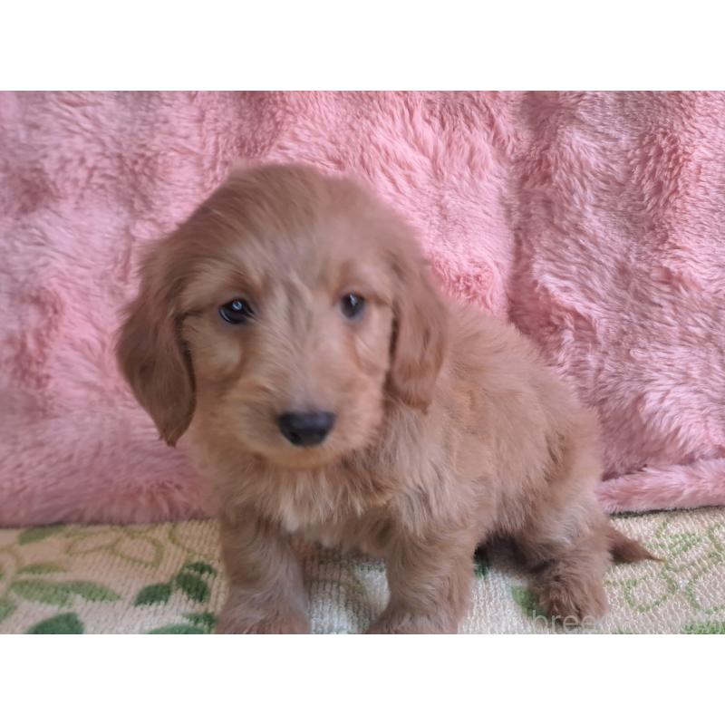 販売中の愛知県のダップー:ミニチュアダックスフンド×トイプードル-429288の5枚目