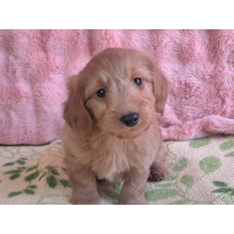 販売中の愛知県のダップー:ミニチュアダックスフンド×トイプードル-429288の4枚目