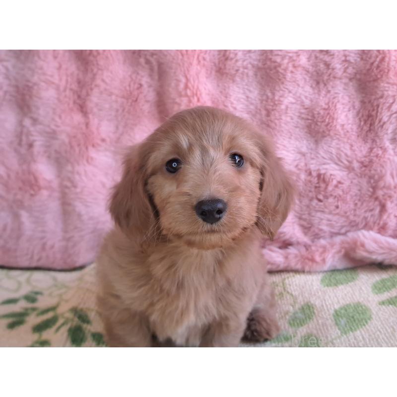 販売中の愛知県のダップー:ミニチュアダックスフンド×トイプードル-429288の3枚目