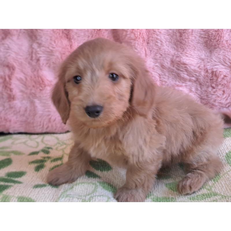 販売中の愛知県のダップー:ミニチュアダックスフンド×トイプードル-429288