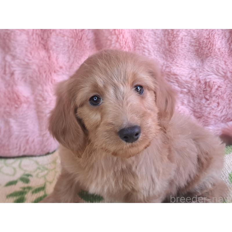 販売中の愛知県のダップー:ミニチュアダックスフンド×トイプードル-429288の2枚目