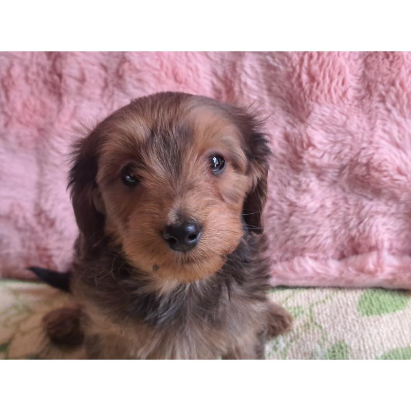 商談中の愛知県のダップー:ミニチュアダックスフンド×トイプードル-429291の5枚目