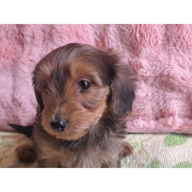 商談中の愛知県のダップー:ミニチュアダックスフンド×トイプードル-429291の4枚目