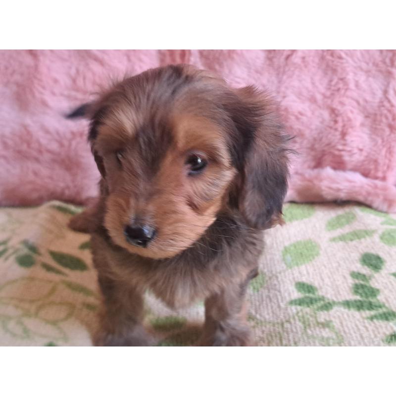 販売中の愛知県のダップー:ミニチュアダックスフンド×トイプードル-429291