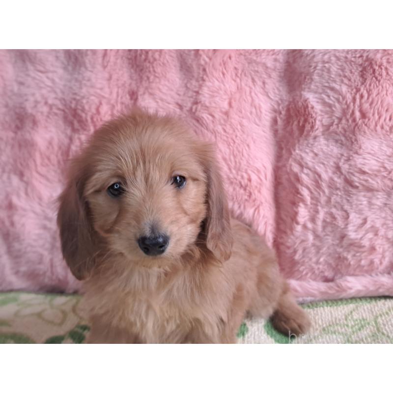 販売中の愛知県のダップー:ミニチュアダックスフンド×トイプードル-429292の4枚目