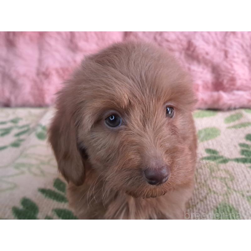 販売中の愛知県のダップー:ミニチュアダックスフンド×トイプードル-429292の3枚目