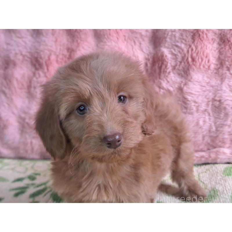 販売中の愛知県のダップー:ミニチュアダックスフンド×トイプードル-429292の2枚目