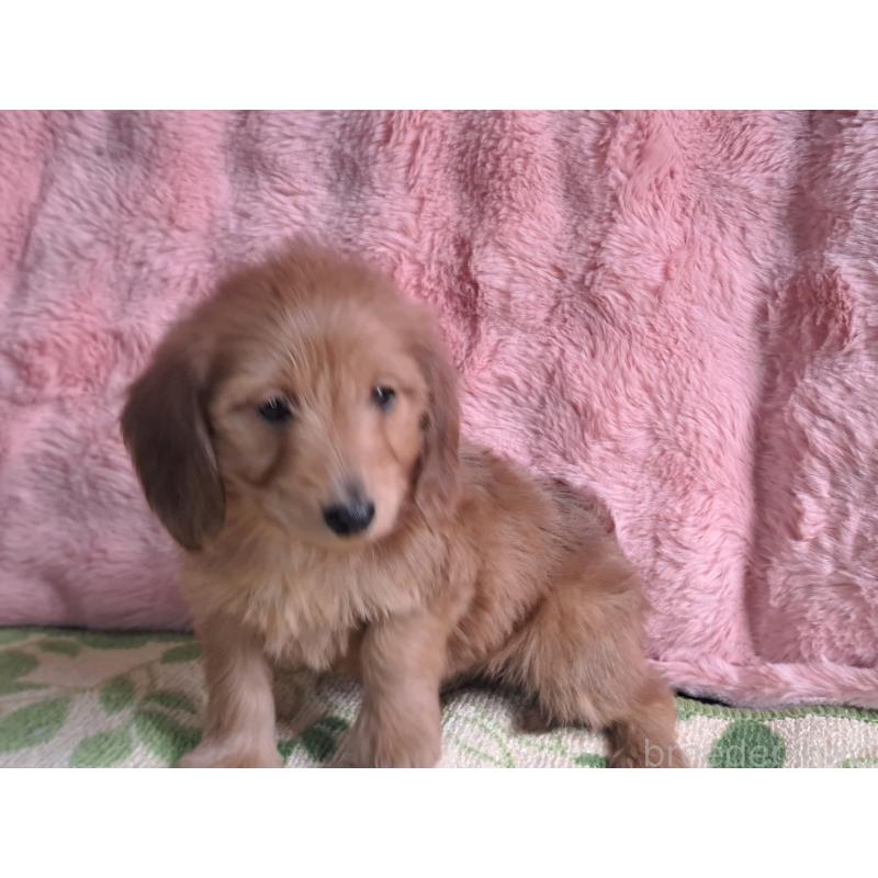 販売中の愛知県のダップー:ミニチュアダックスフンド×トイプードル-429293の5枚目