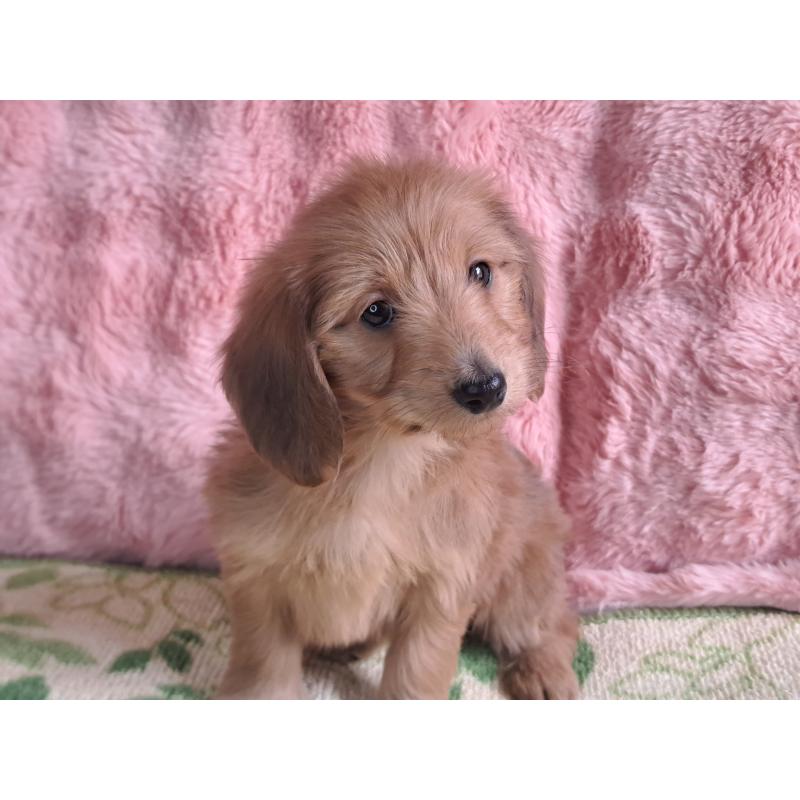 販売中の愛知県のダップー:ミニチュアダックスフンド×トイプードル-429293の4枚目