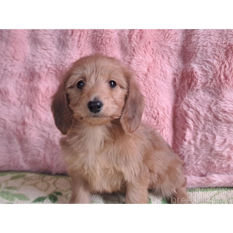 販売中の愛知県のダップー:ミニチュアダックスフンド×トイプードル-429293