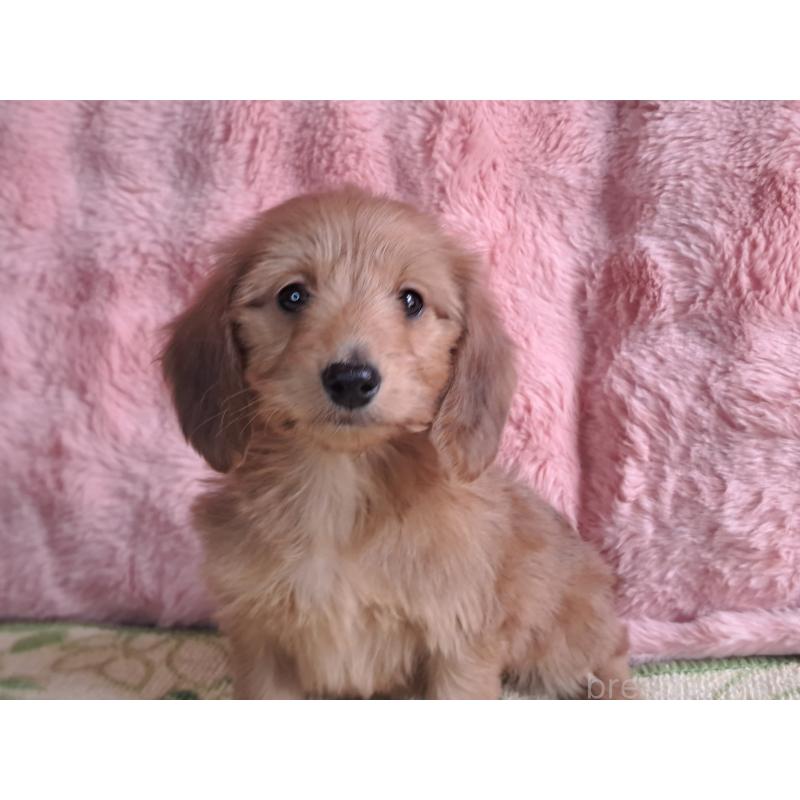 販売中の愛知県のダップー:ミニチュアダックスフンド×トイプードル-429293の2枚目