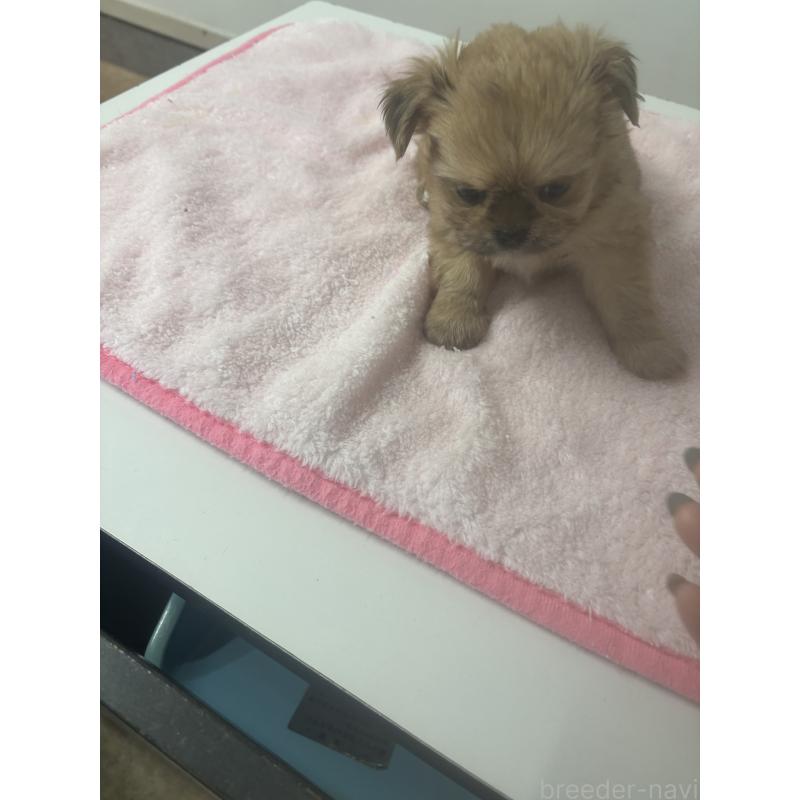 販売中の岐阜県のチワズー:チワワ×シーズー-438624の3枚目