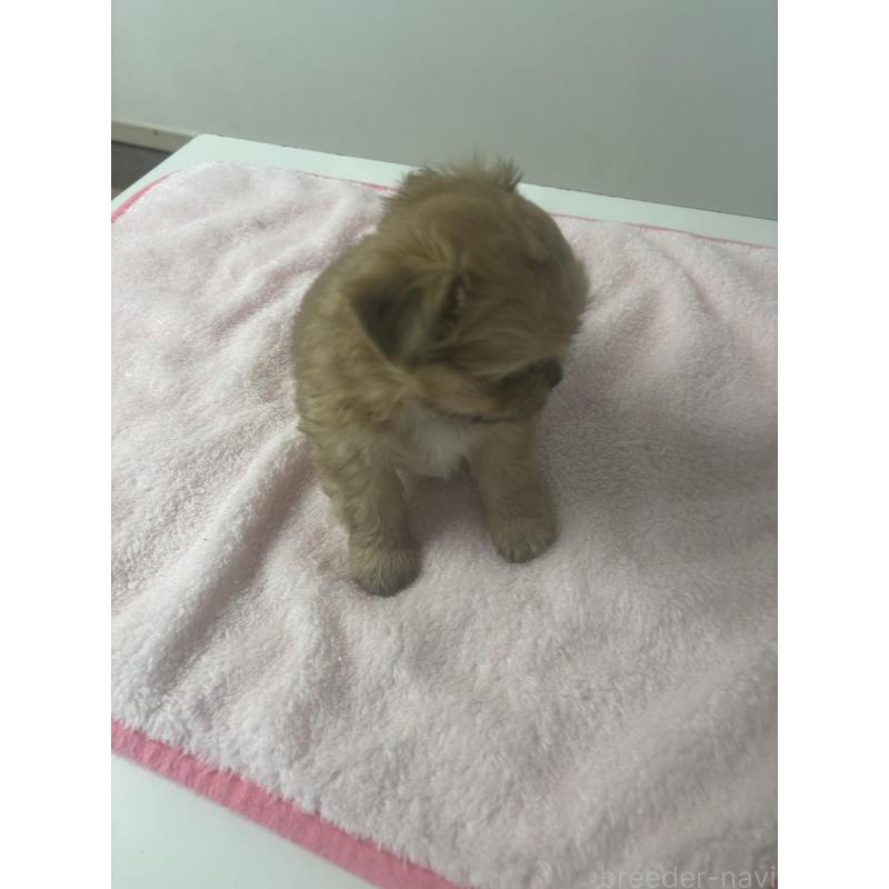 販売中の岐阜県のチワズー:チワワ×シーズー-438624の2枚目